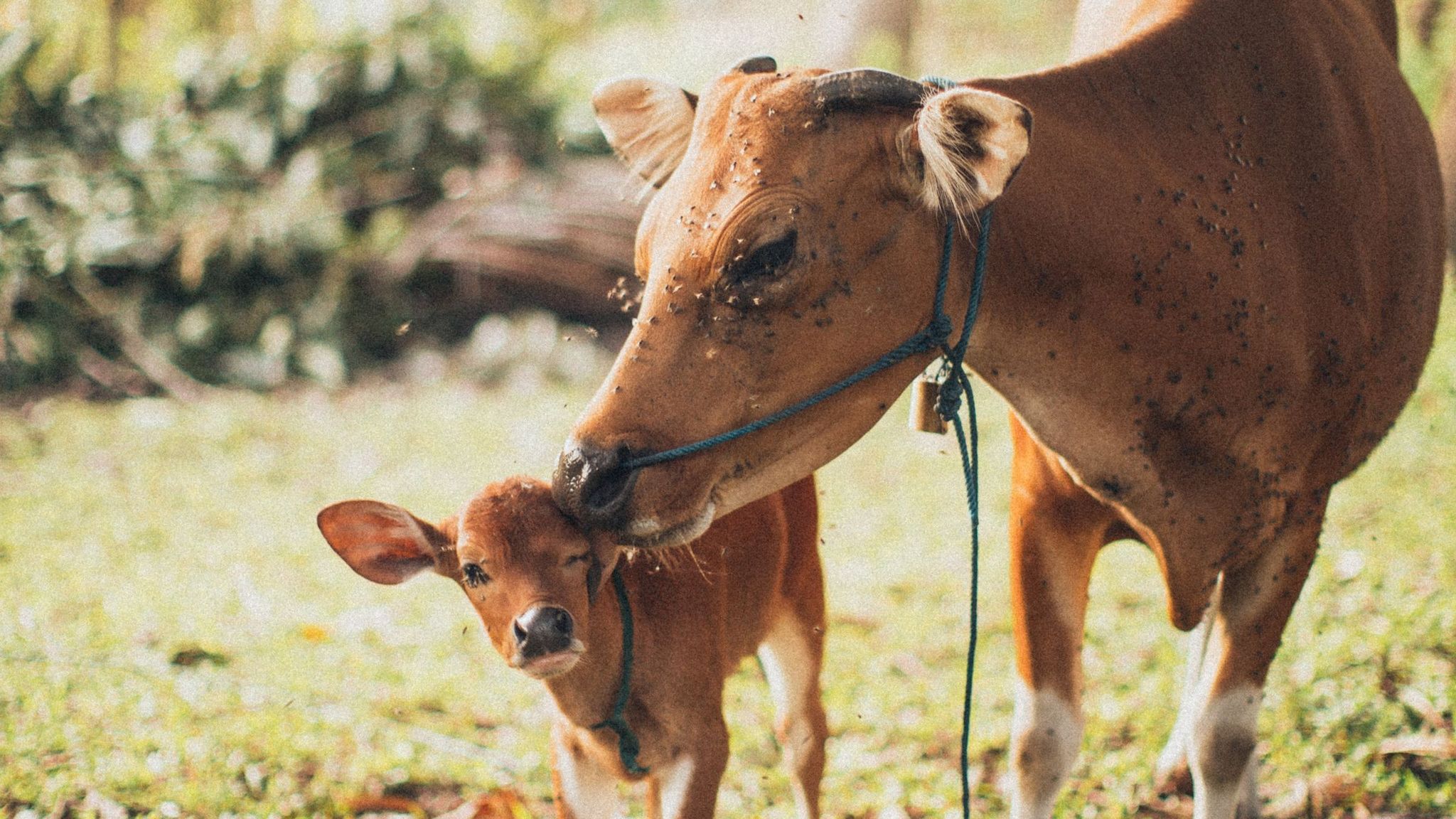 Bovine Colostrum: What the Evidence Says vs the 1g TikTok Scoop