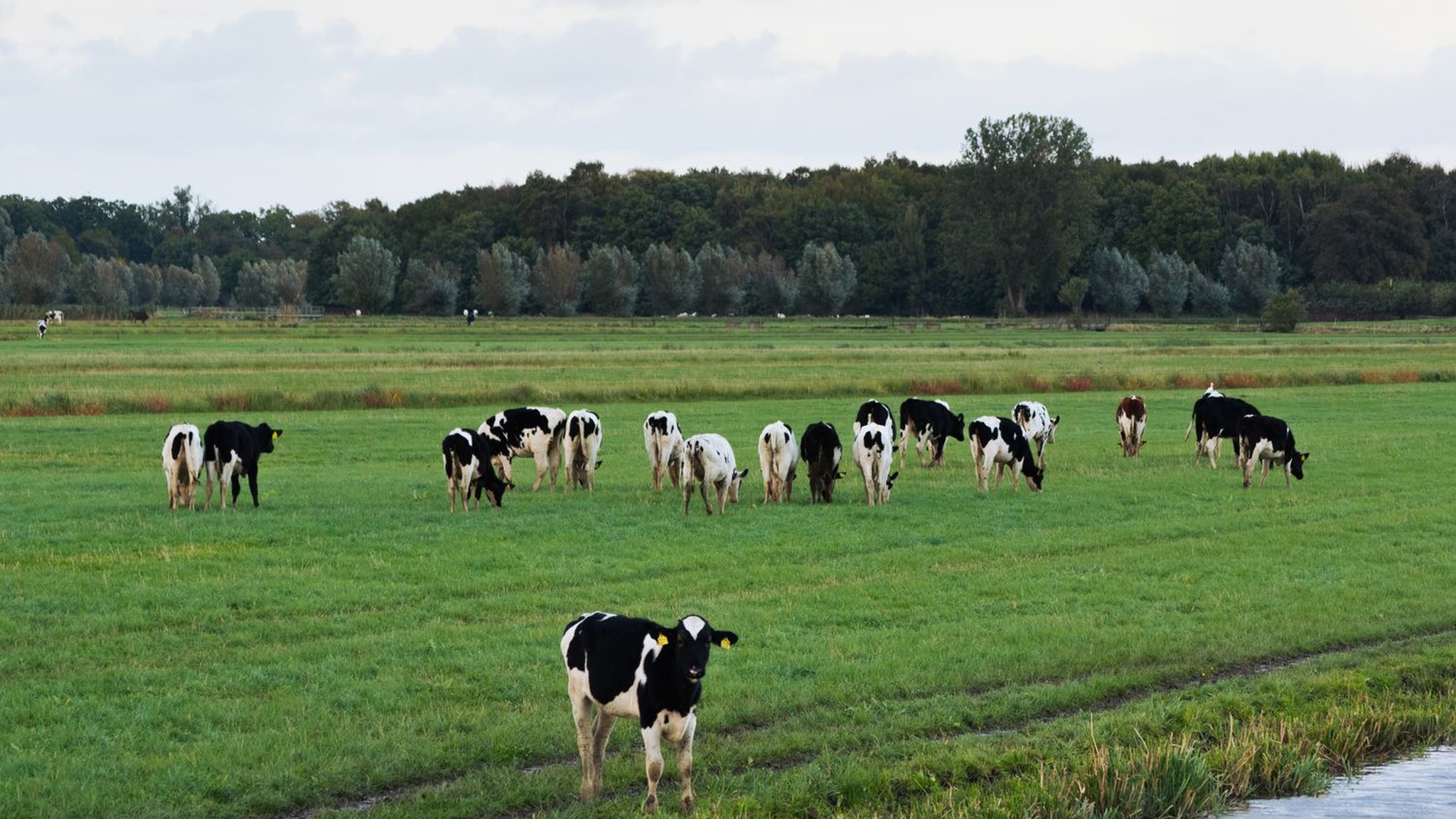 Why Protein Prices Are Rising: What Our Tracking Data Shows
